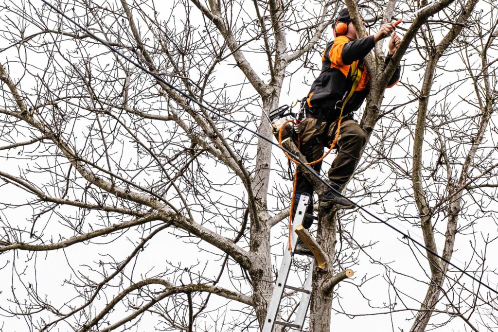 Risks of DIY Tree and Stump Removal