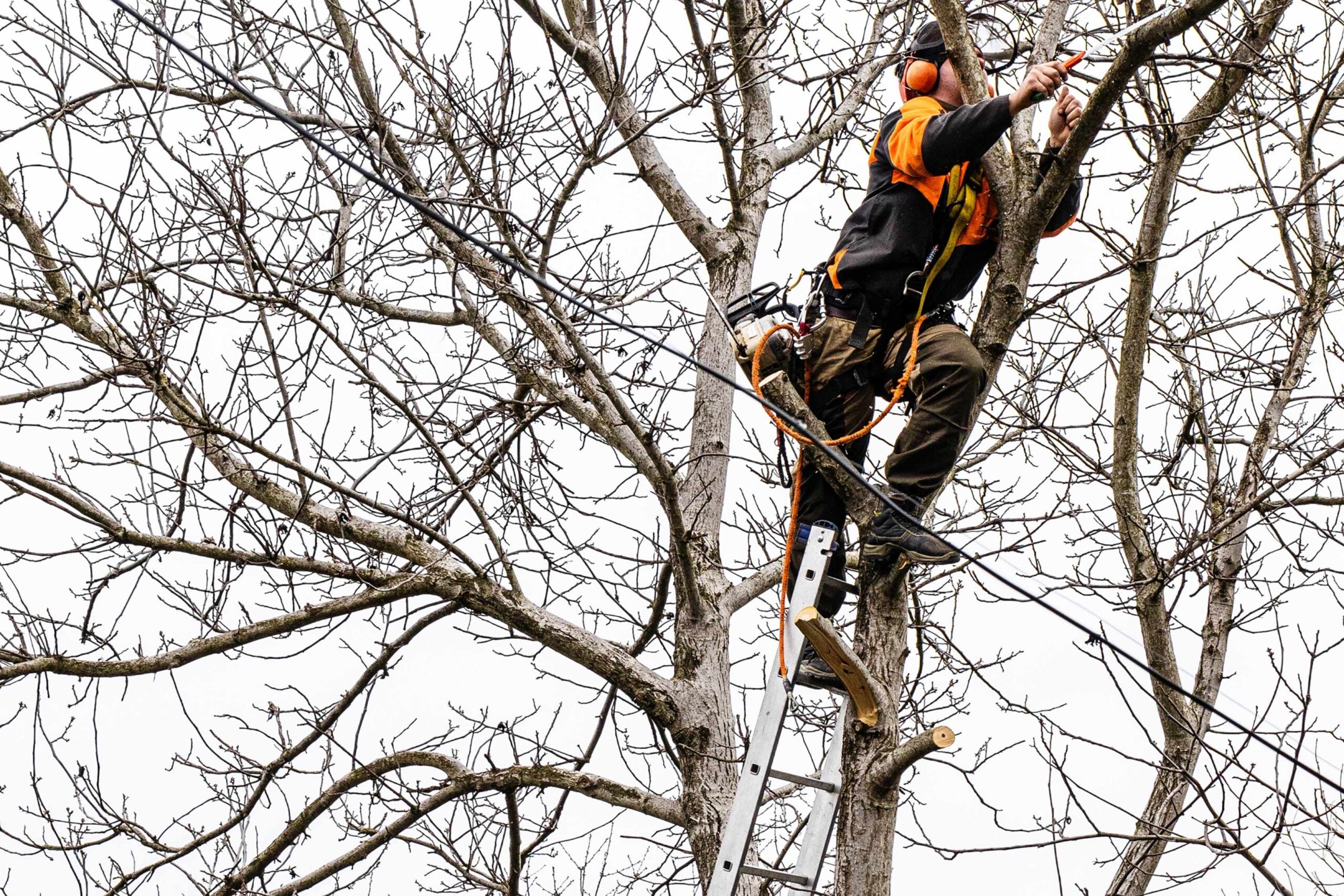 tree removal sydney cost