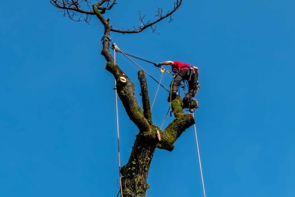 Professional Tree and Stump Removal