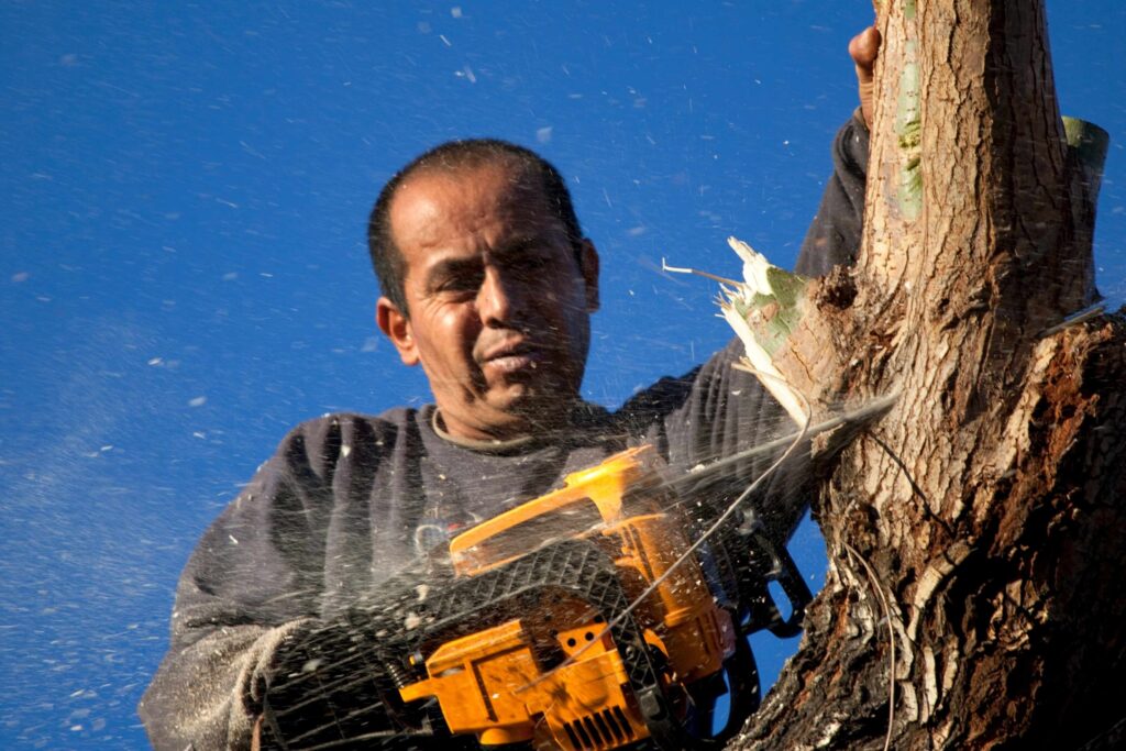 tree removal