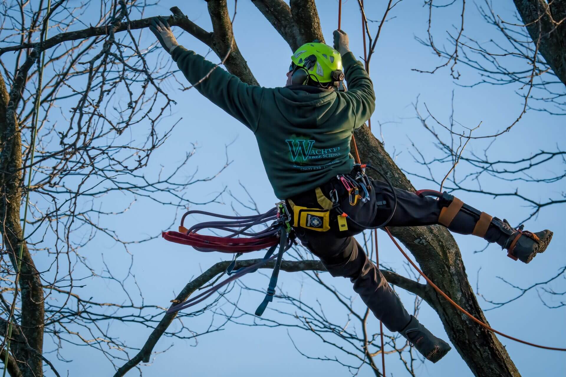 Understanding Tree Pruning Cost: What Determines Pricing