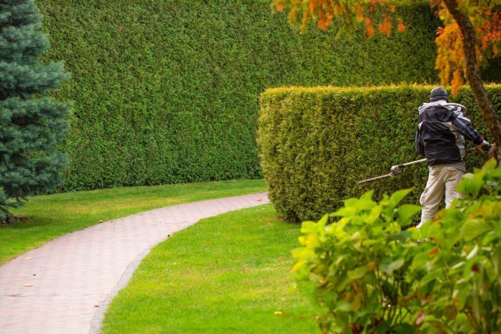 Hedge Cutting Services: Precision and Care for Your Hedges