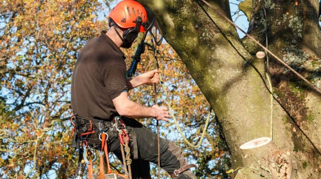 Understanding Tree Pruning Cost: What Determines Pricing