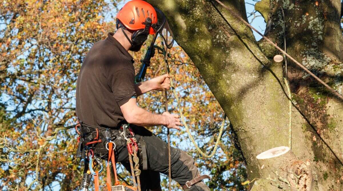 tree removal