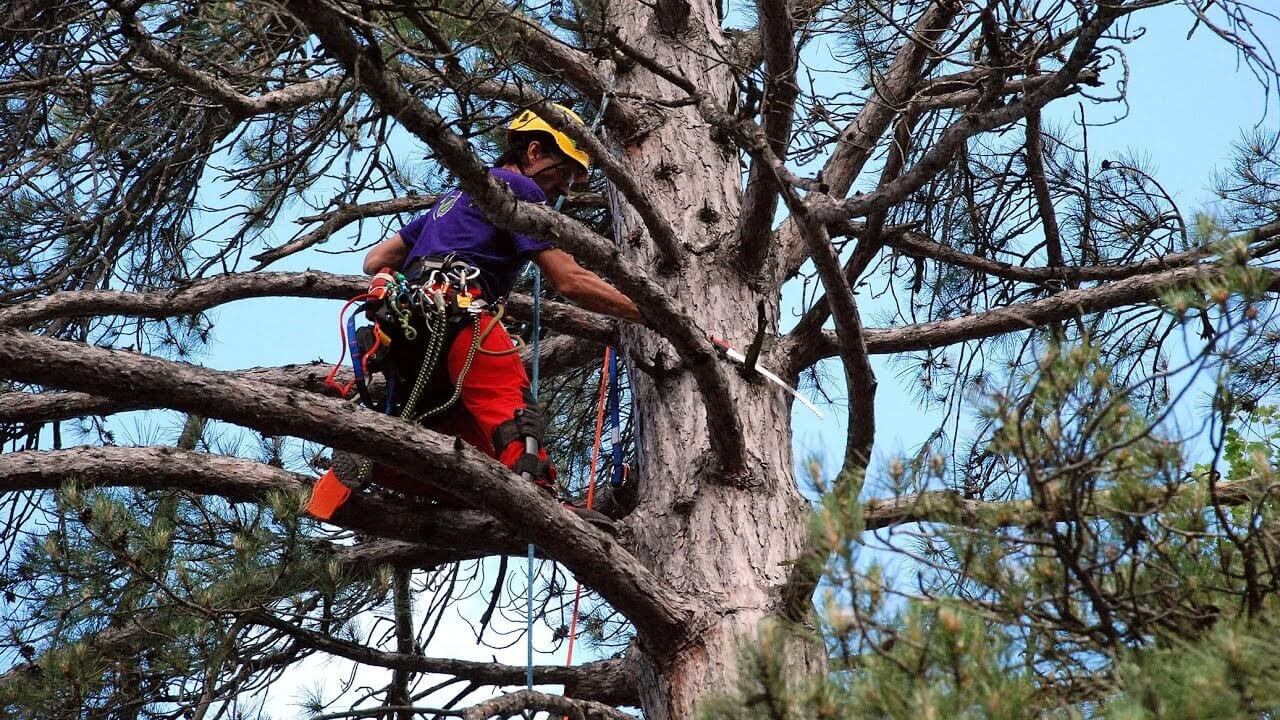 north sydney tree removal