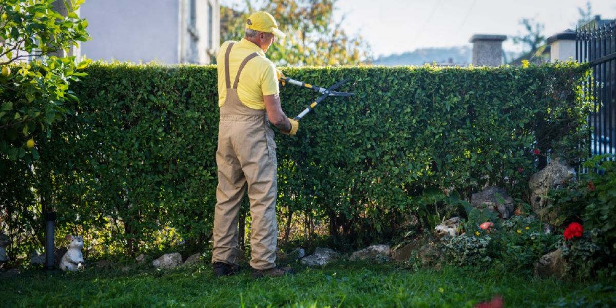 hedge trimming safety tips
