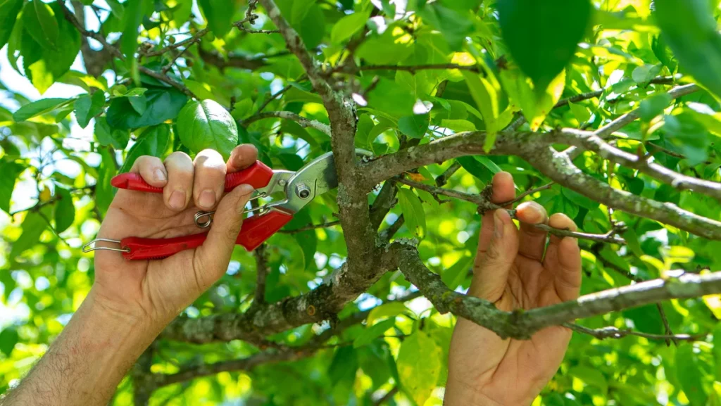 Tree Pruning Costs