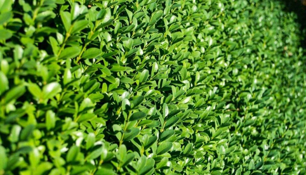 hedge trimming services near me