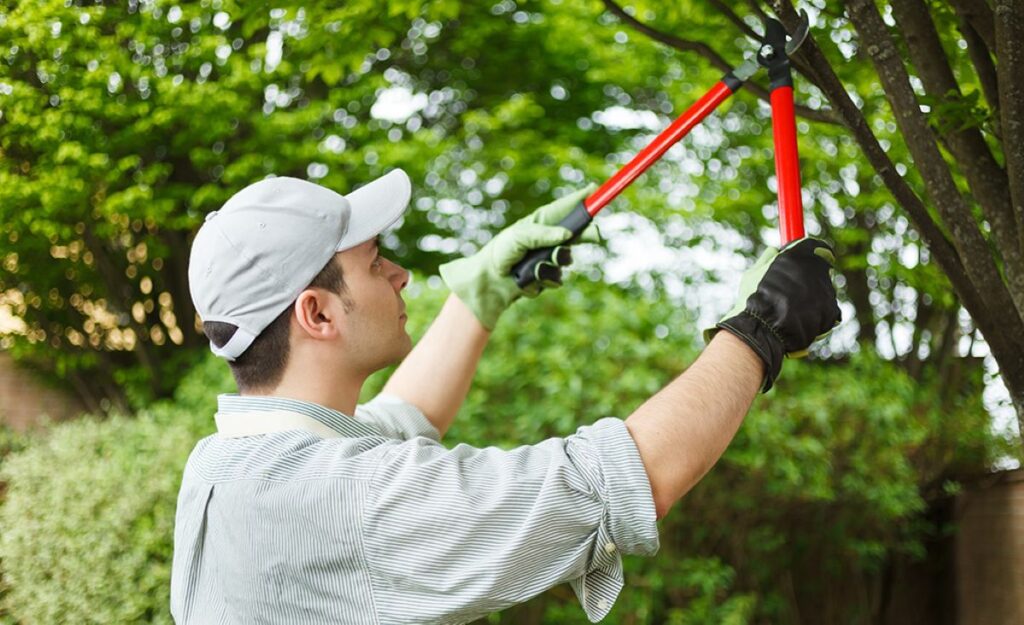 tree services near me